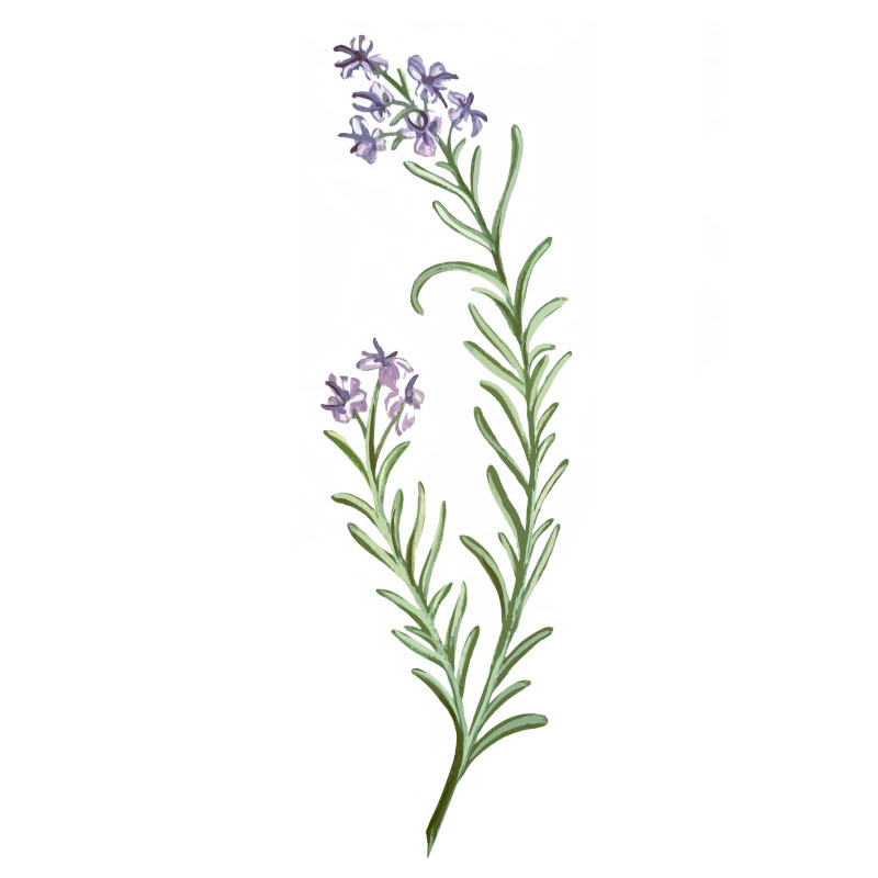Rosmarin kvist illustration med små blommor